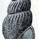 Image of Curtitoma conoidea (Sars G. O. 1878)