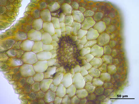 Image of pohlia moss