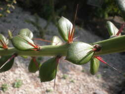 Image of Pereskiopsis diguetii (F. A. C. Weber) Britton & Rose