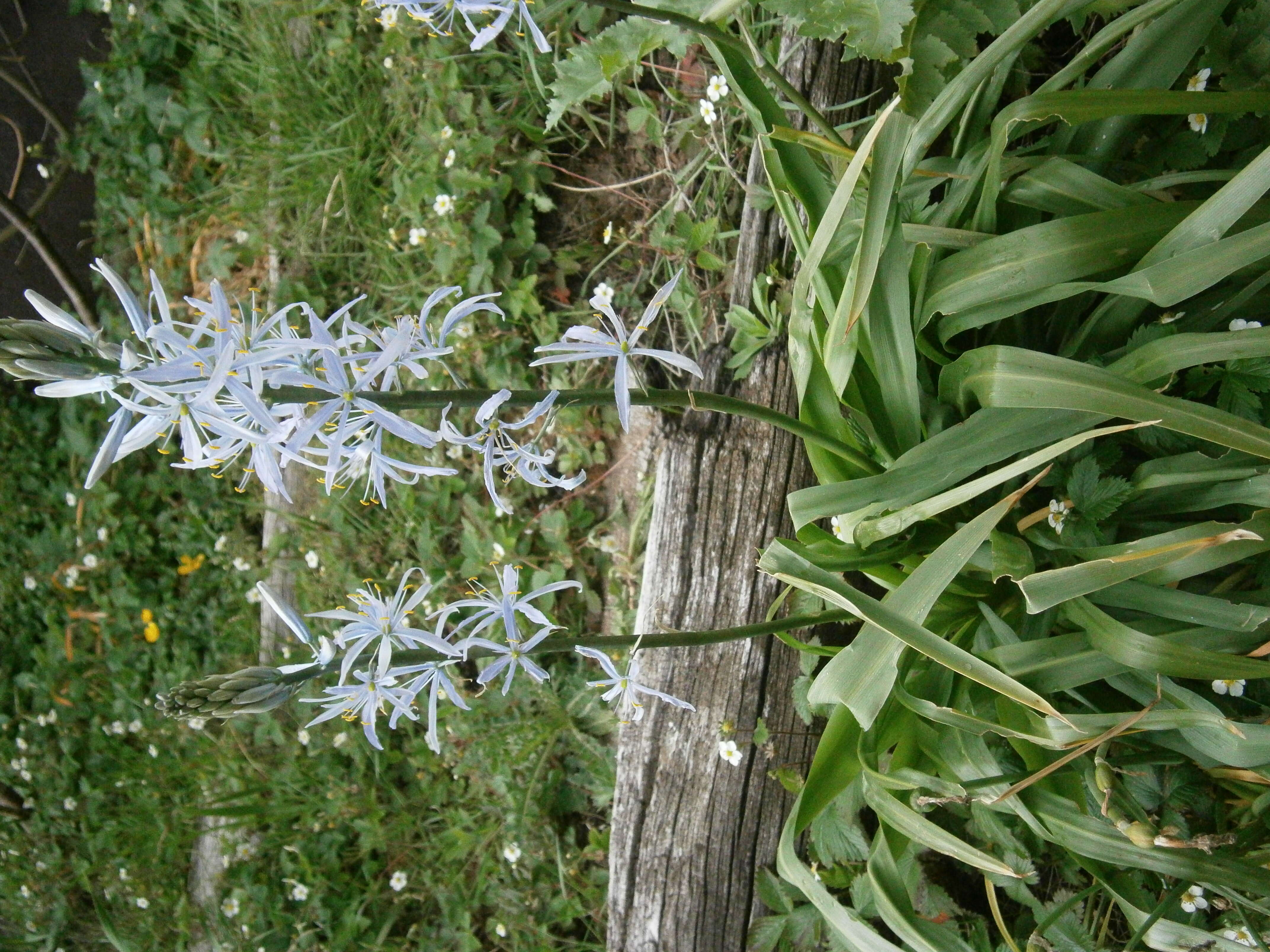 Image of Cusick's camas