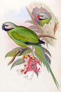 Image of Blyth's Parakeet