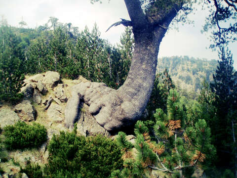 Image of Bosnian Pine