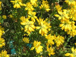 Image of Genista hispanica L.