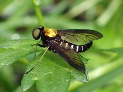 Image of Golden-backed Snipe Fly