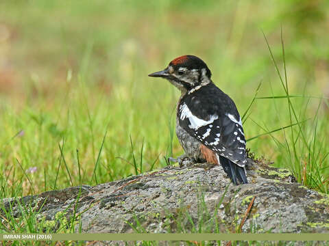 Image of Himalayan Woodpecker