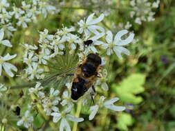 Image of Eristalis pertinax (Scopoli 1763)