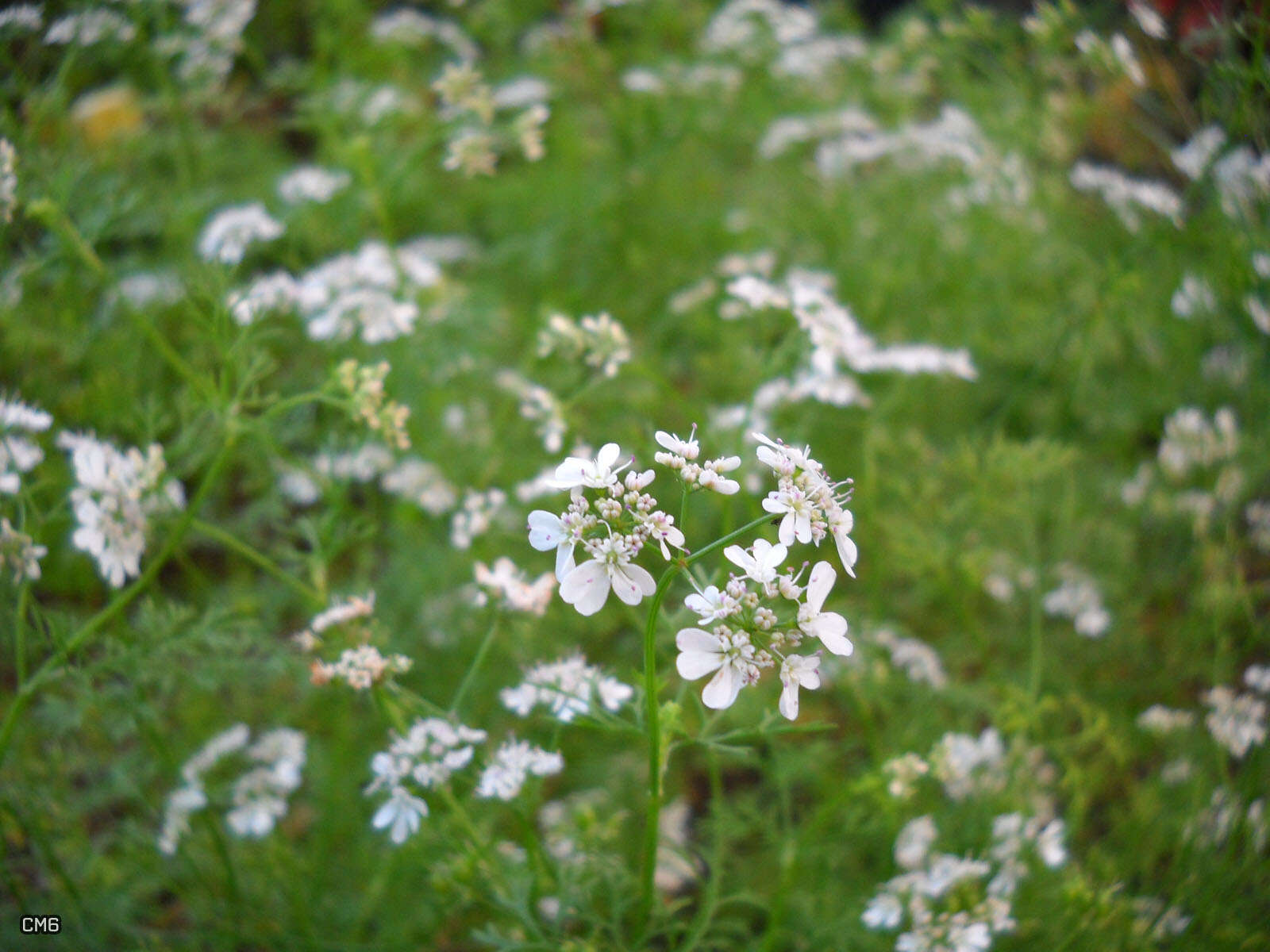 Image of coriander