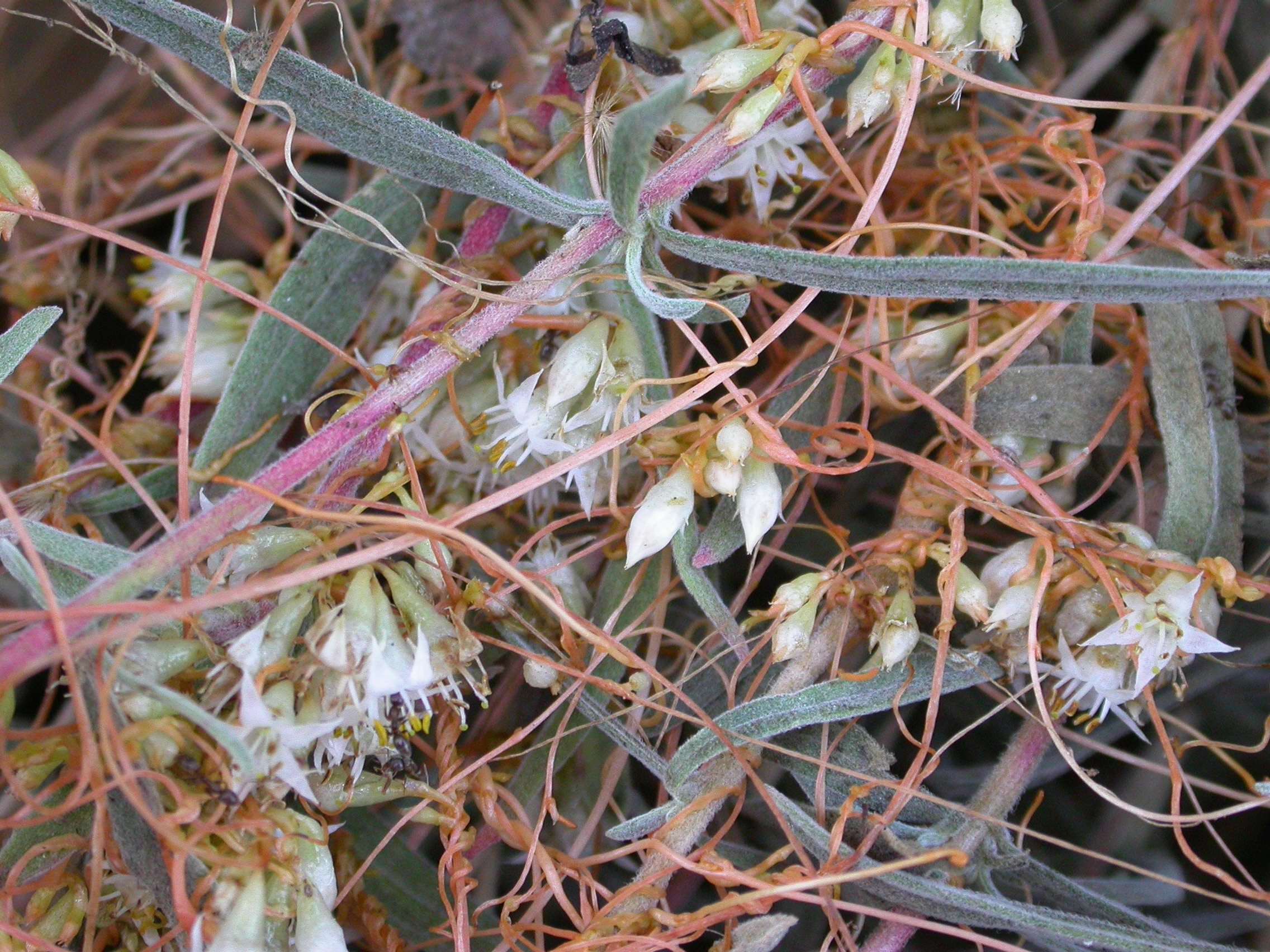 Image of fiveangled dodder