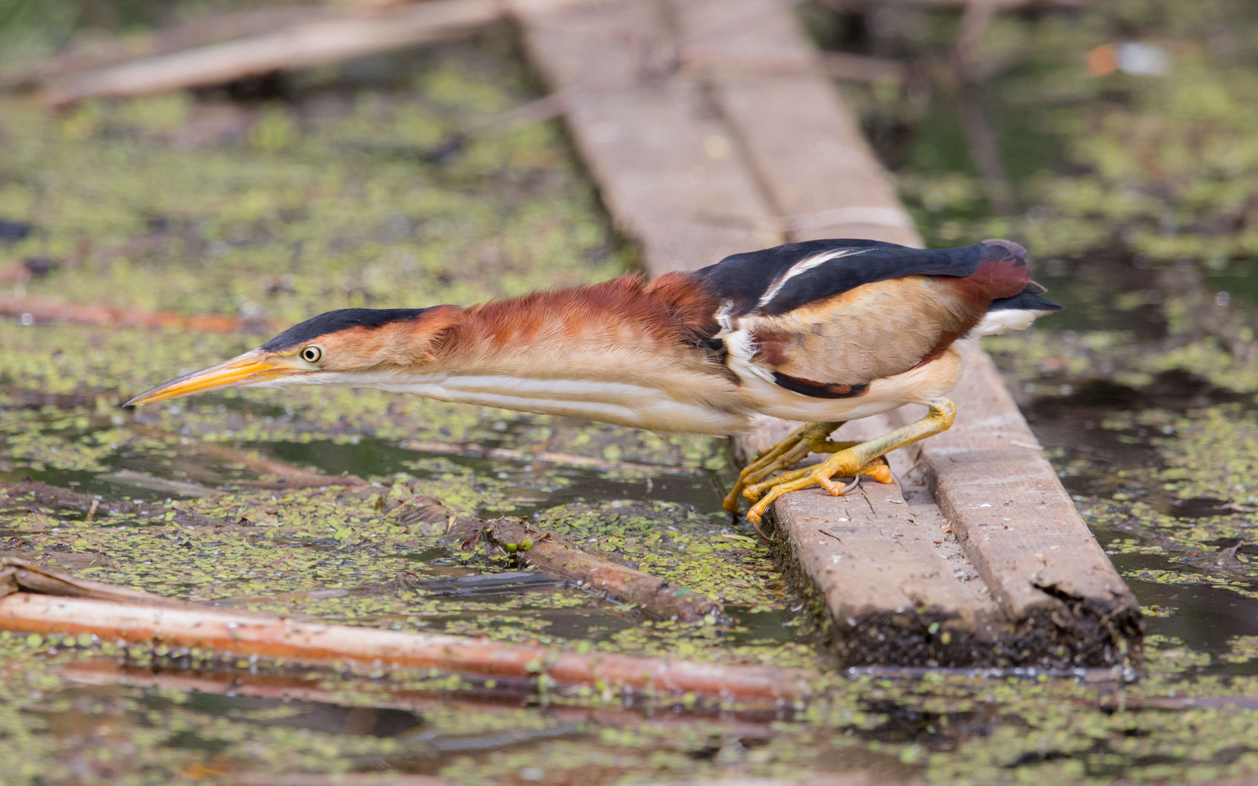 Image of Least Bittern