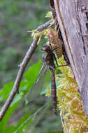 Image of Ringed Emerald