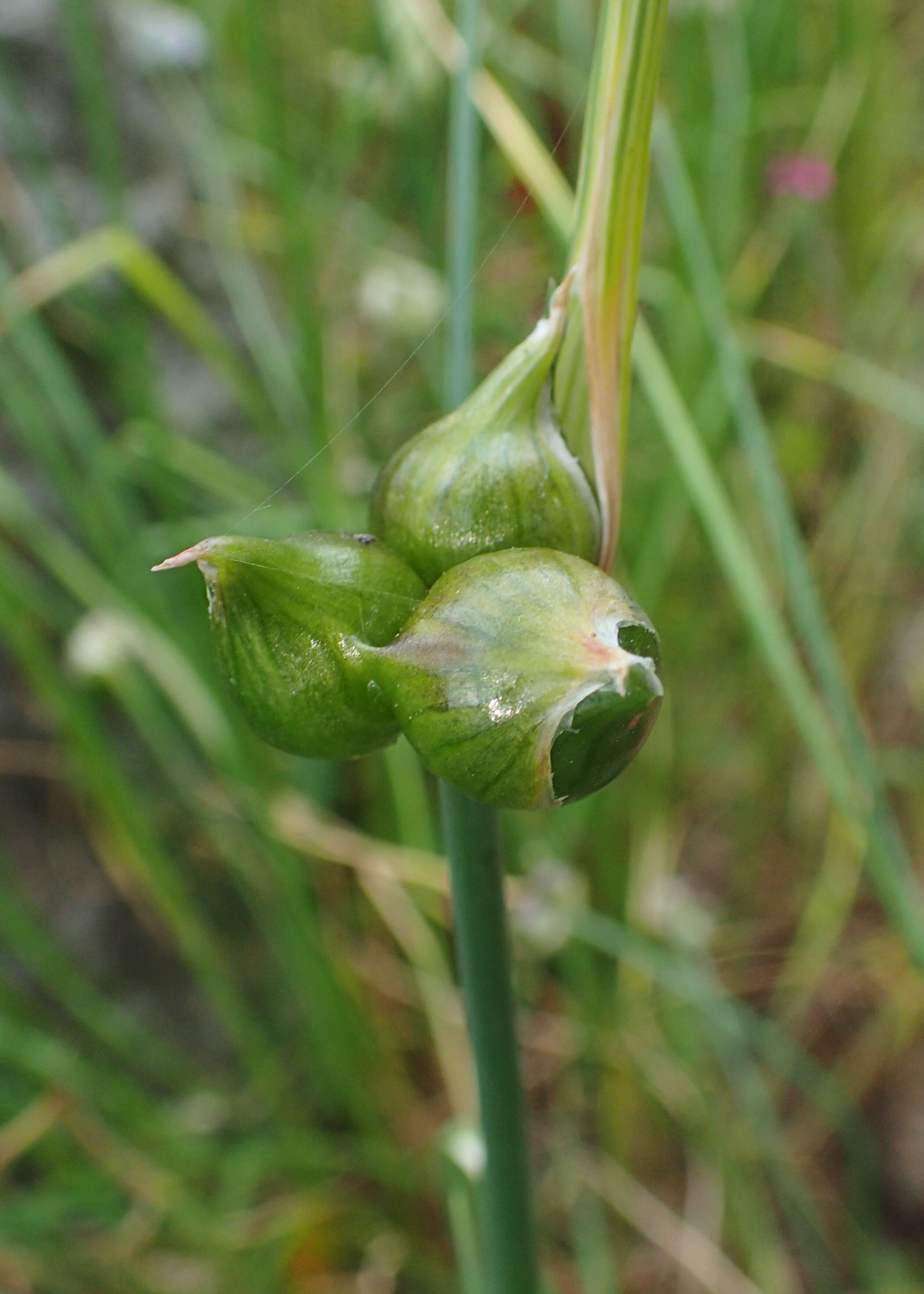 Image of Allium carinatum L.