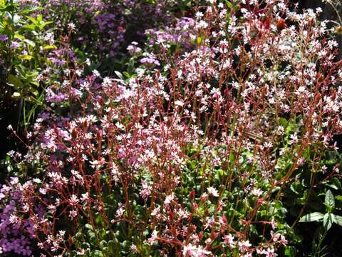 Image of Saxifraga umbrosa L.