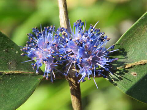 Слика од Memecylon umbellatum Burm. fil.