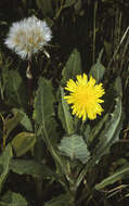 Image of Sonchus megalocarpus (Hook. fil.) J. Black