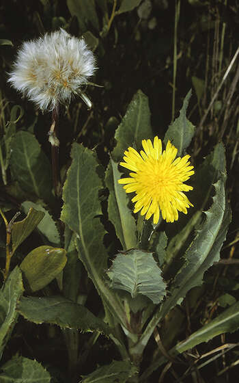 Image of Sonchus megalocarpus (Hook. fil.) J. Black