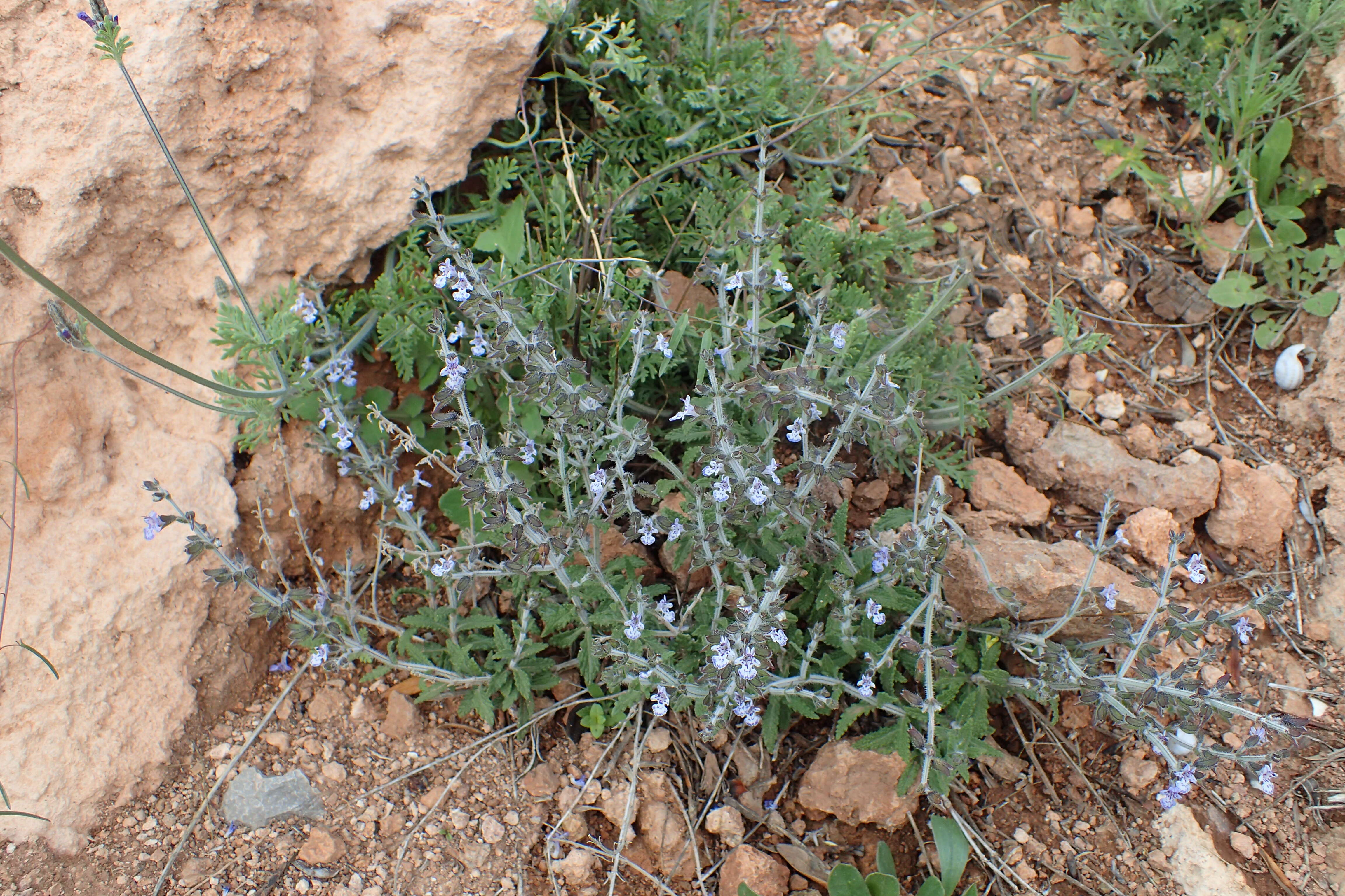 Image of Salvia spinosa subsp. spinosa