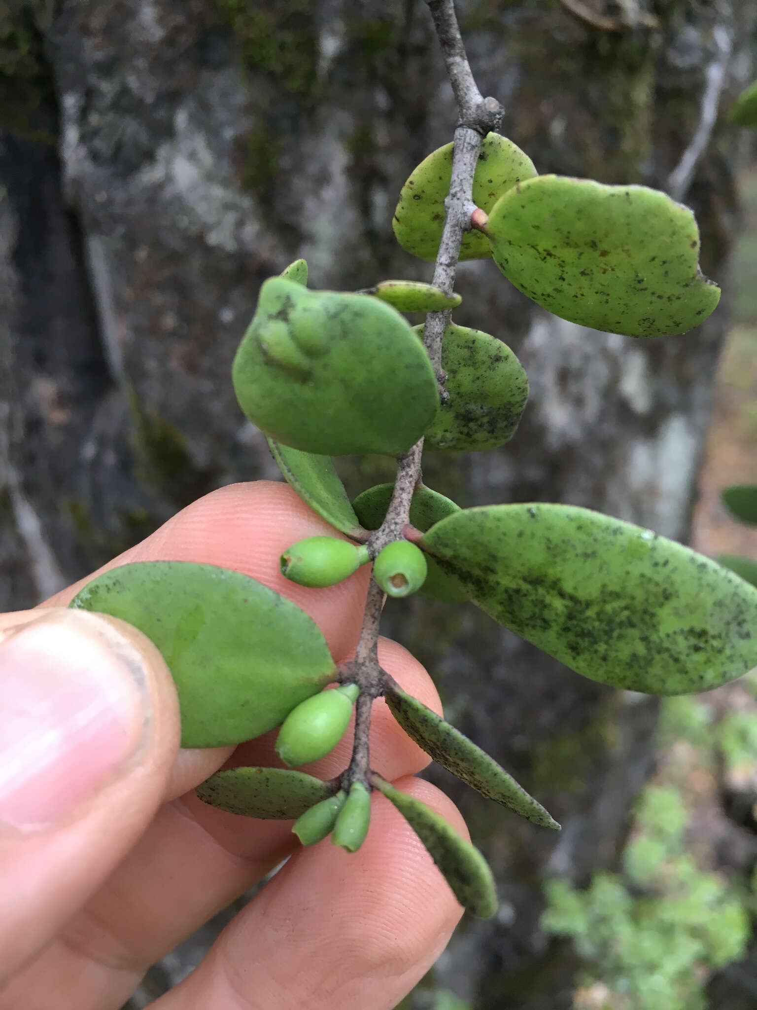 Image de Peraxilla tetrapetala