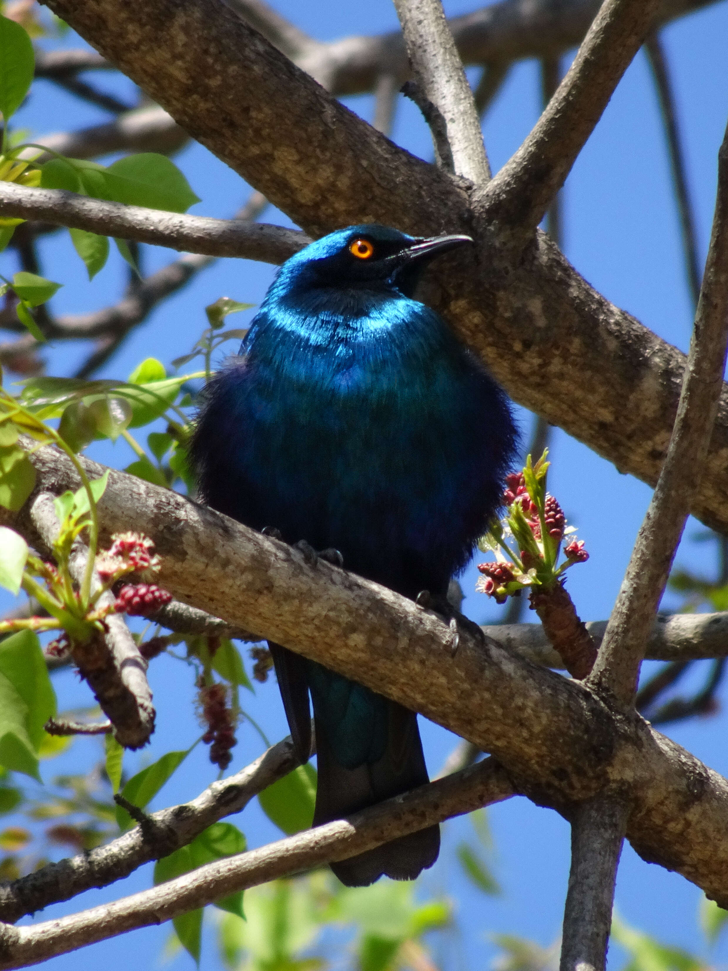 Image of Cape Glossy Starling