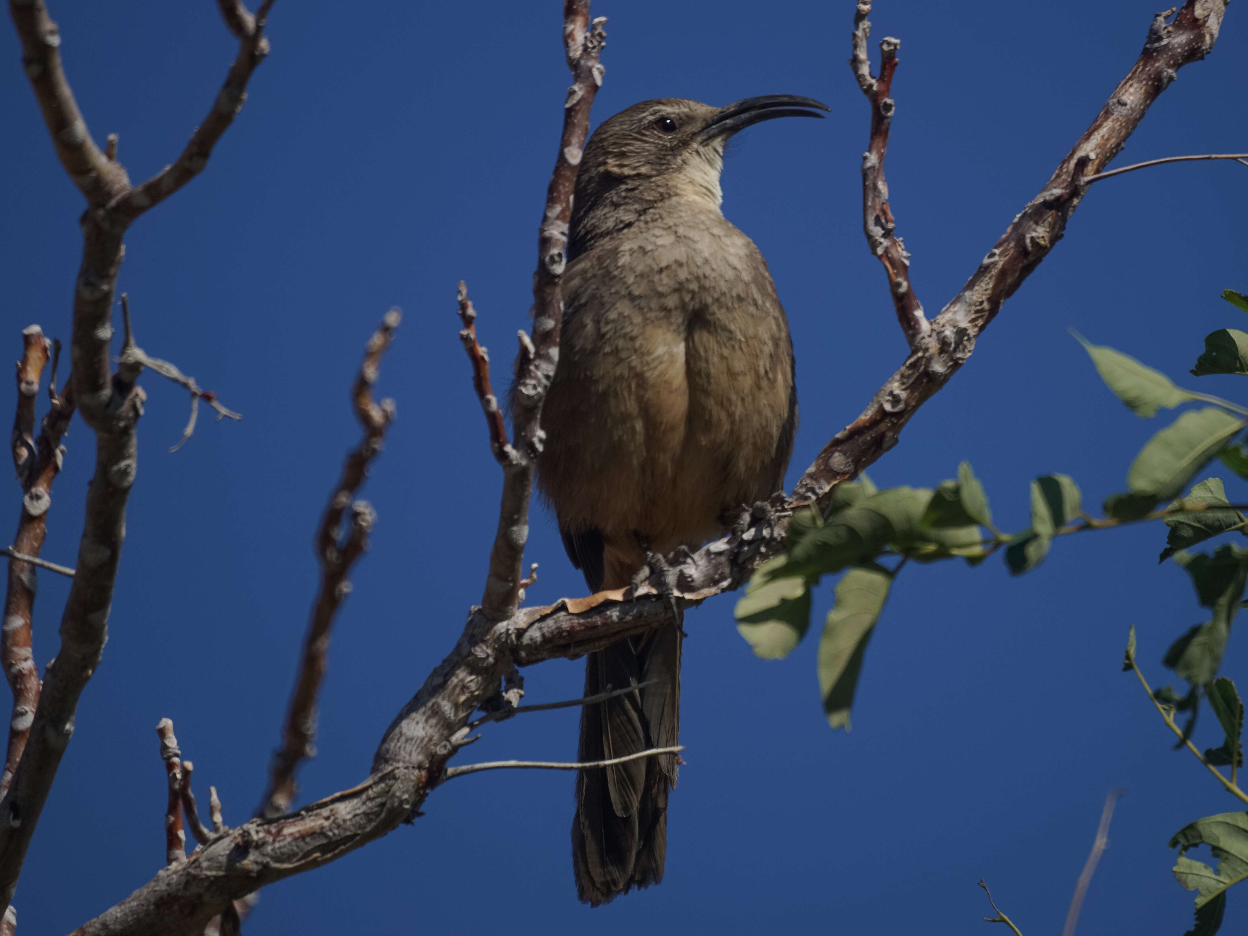 Imagem de Toxostoma redivivum (Gambel 1845)