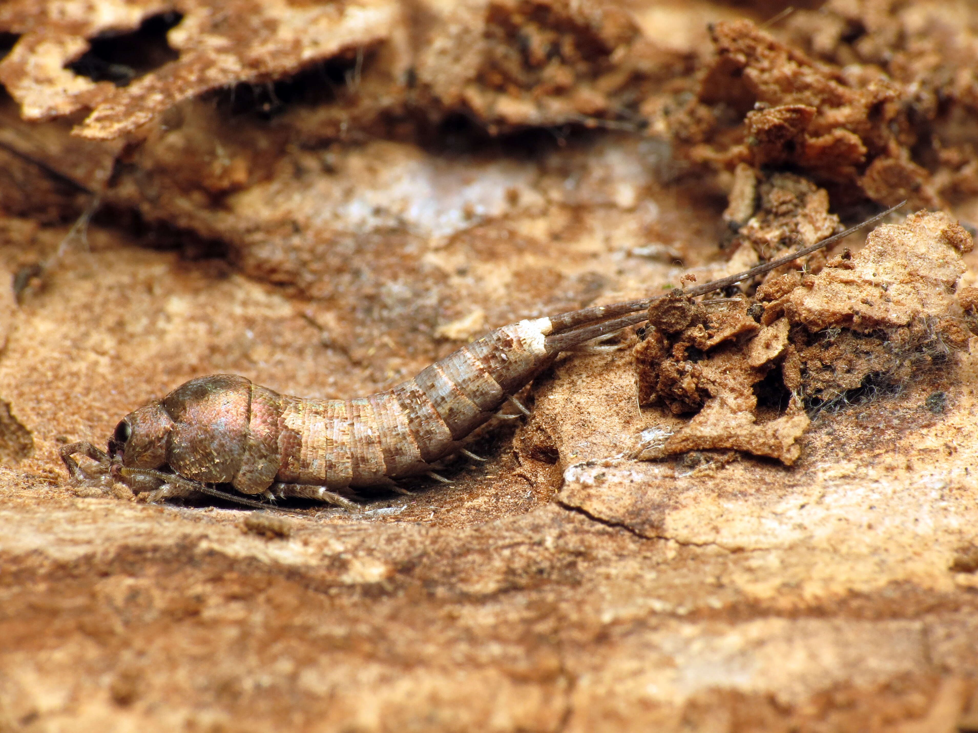 Image of jumping bristletails