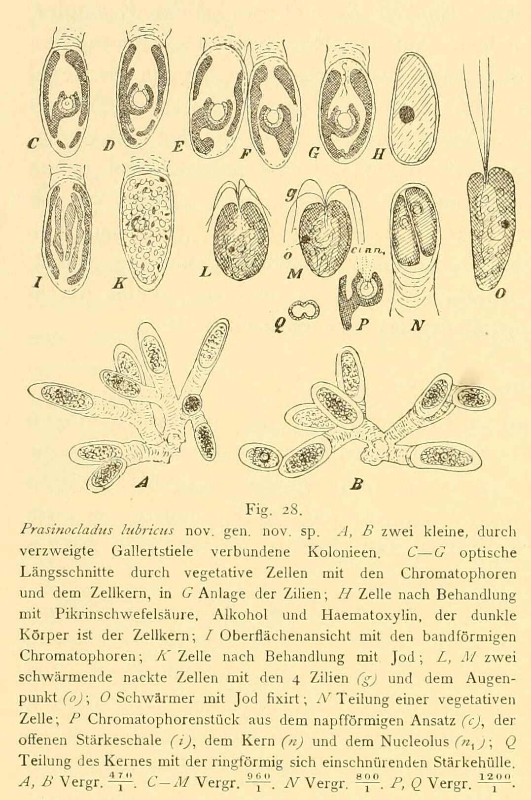 Sivun Prasinocladus Kuckuck 1894 kuva