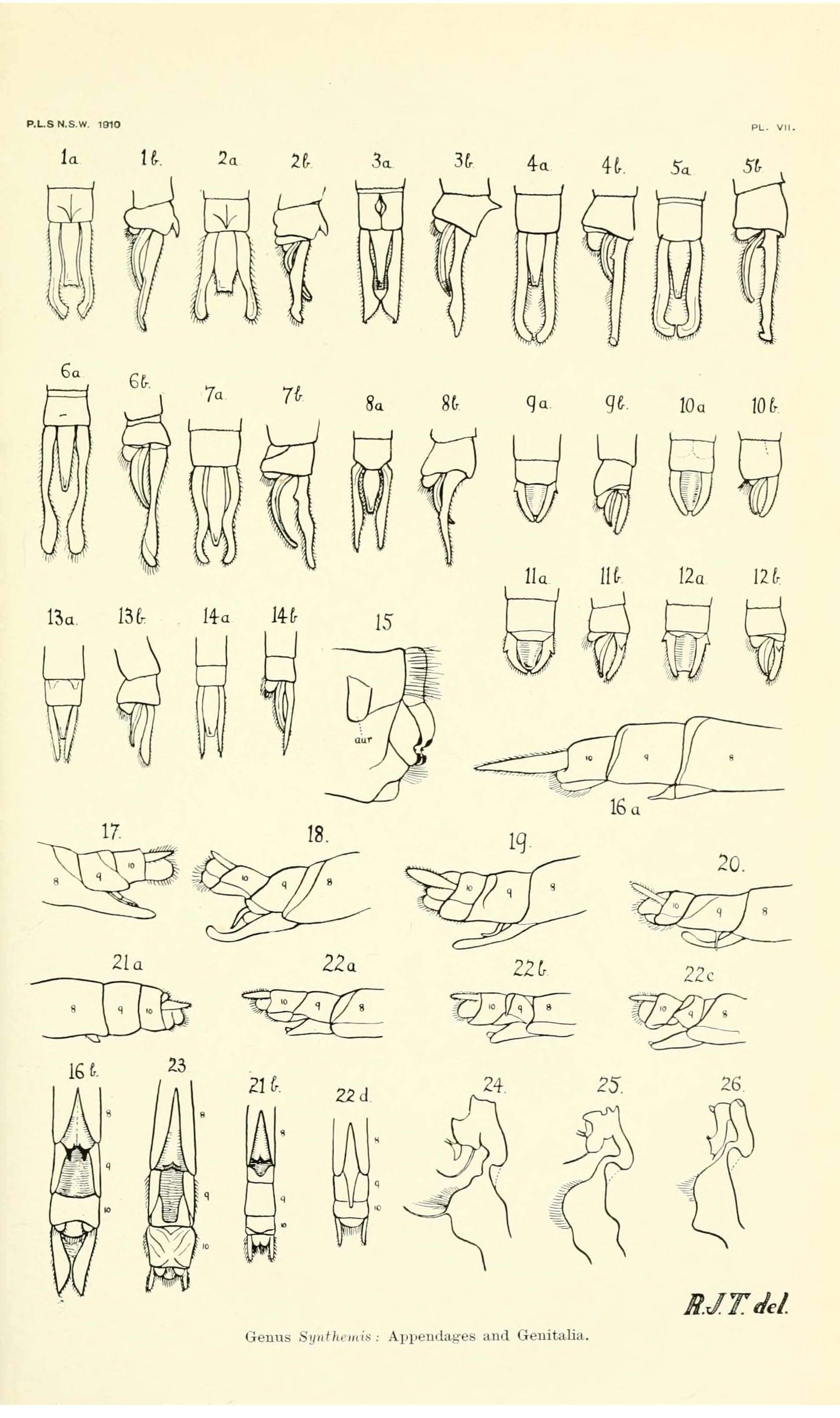 Image of Synthemistidae