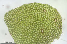 Image of Calypogeia suecica (Arnell & J. Perss.) Müll. Frib.