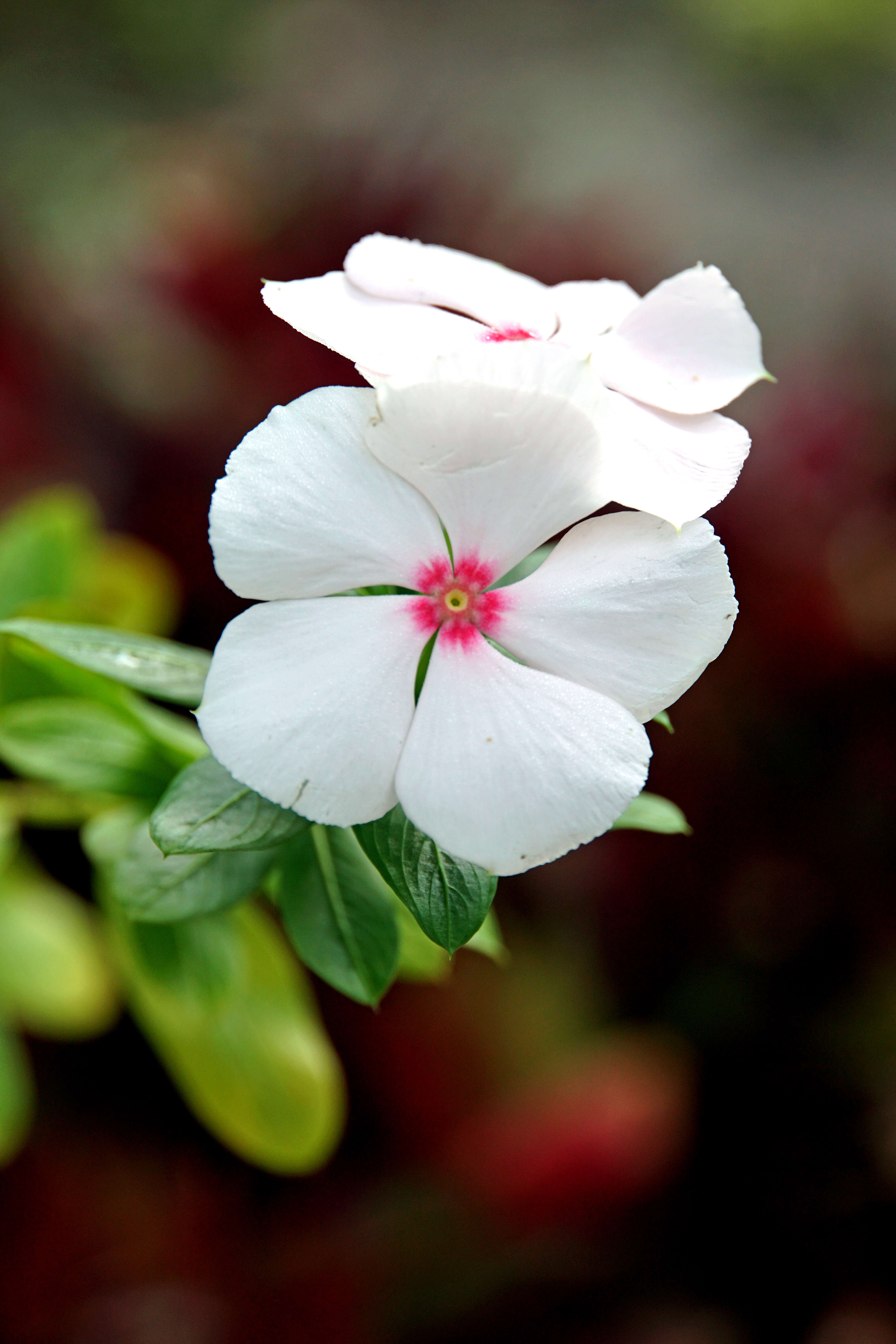 Image of Madagascar periwinkle