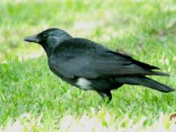 Image of Corvus dauuricus