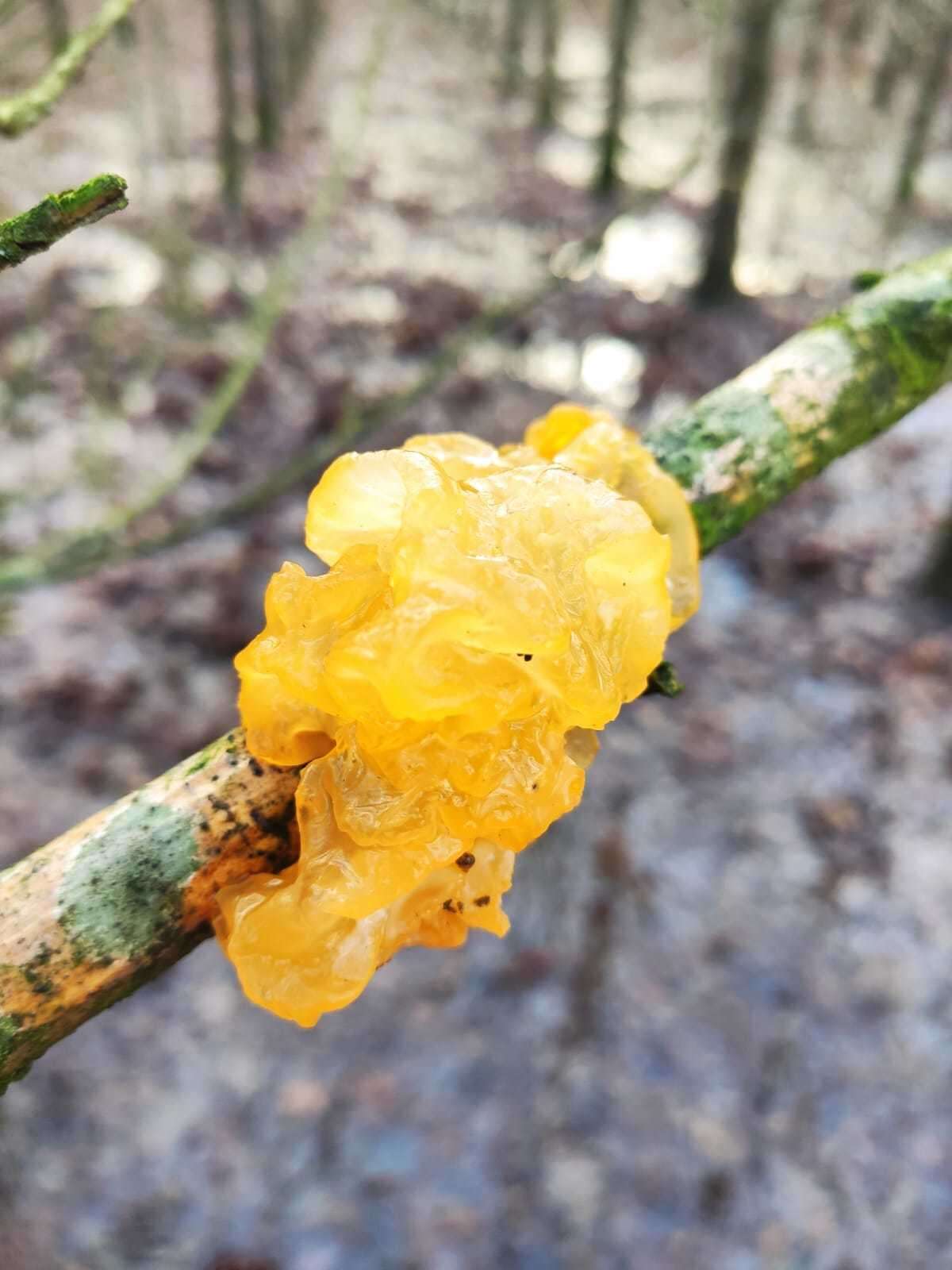 Image of Witches butter