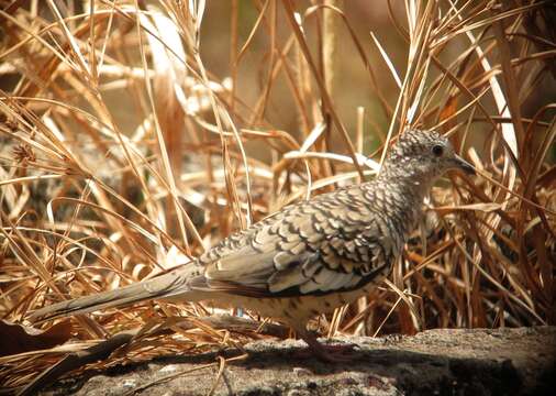 Image of Scaled Dove