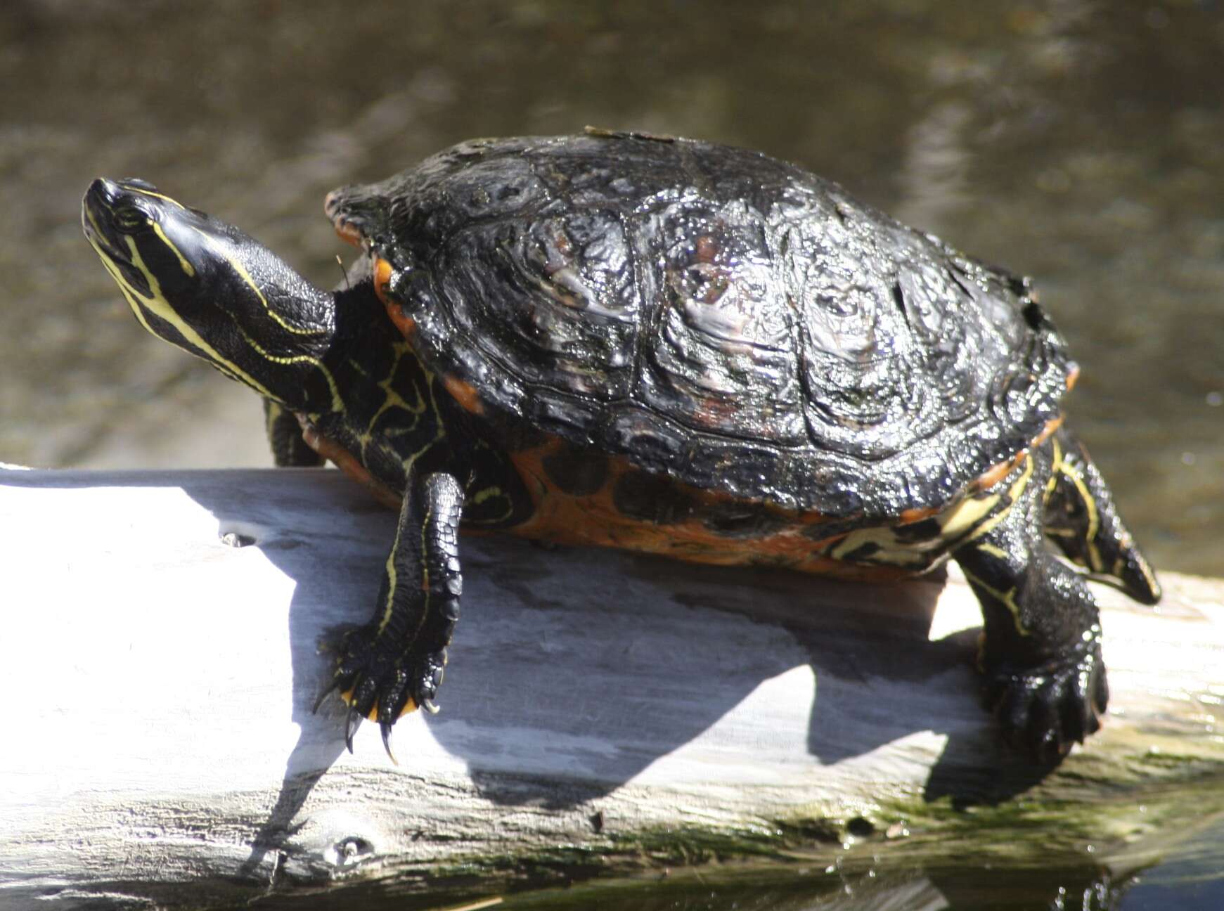 Image of Eastern Painted Turtle