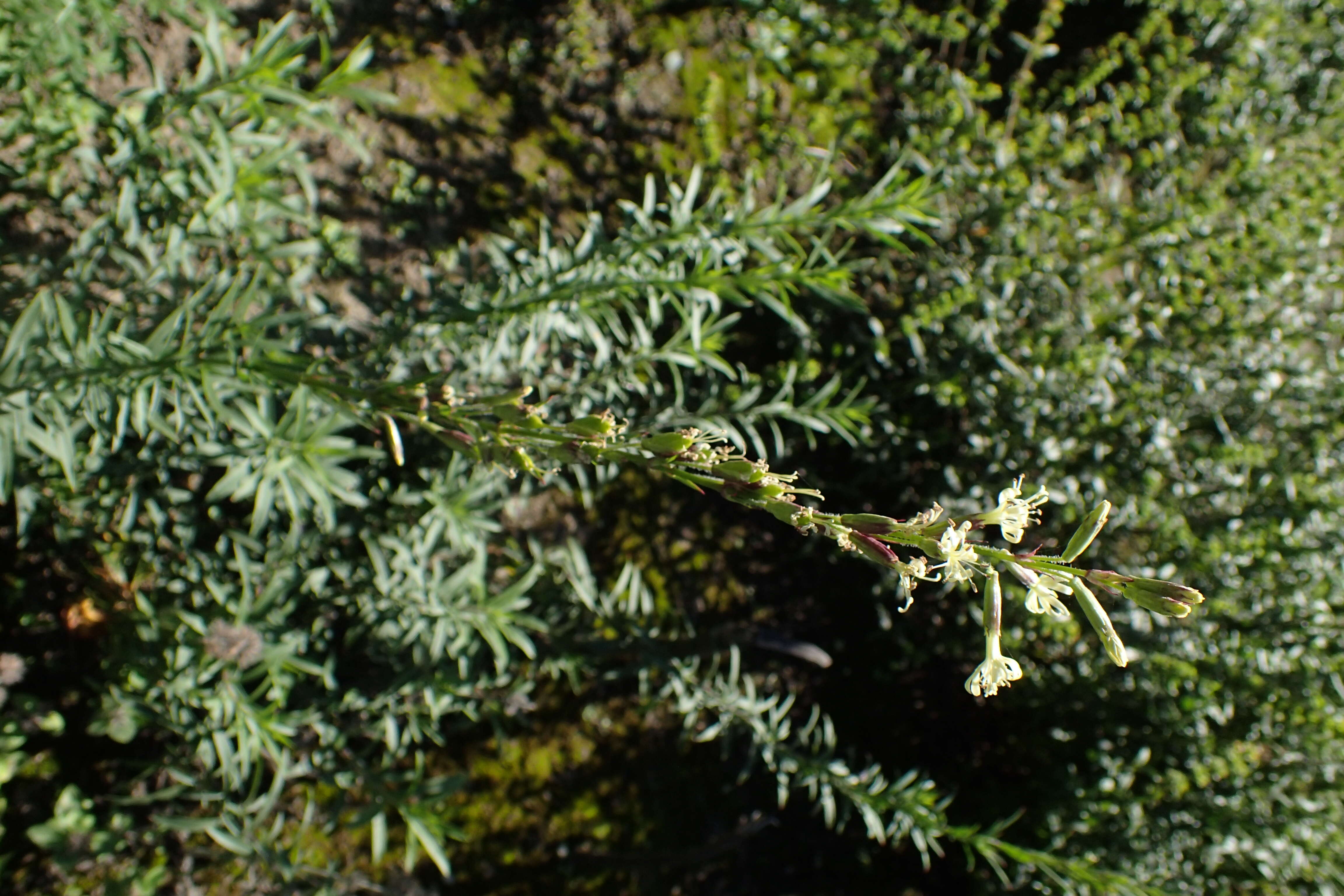 Image of Silene tatarica (L.) Pers.