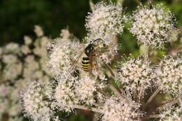 Image of Common wasp