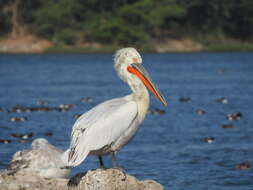 Image of Dalmatian Pelican