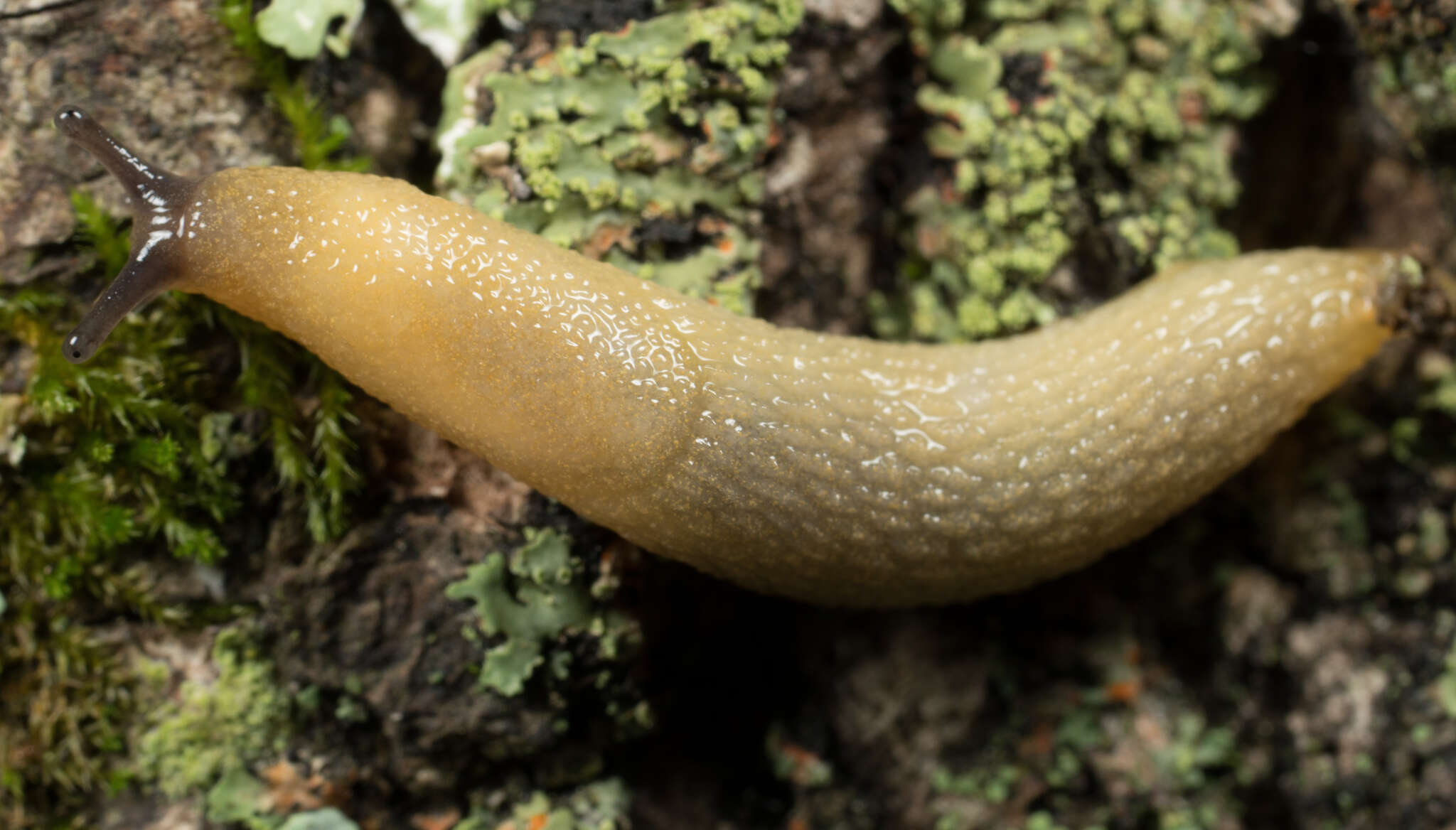 Image of hedgehog slug