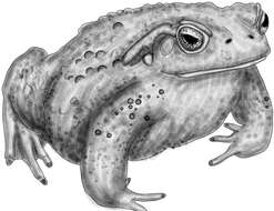 Image of Argentine toad