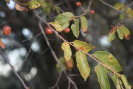 Image de Grewia flavescens Juss.