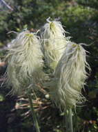 Image of white pasqueflower