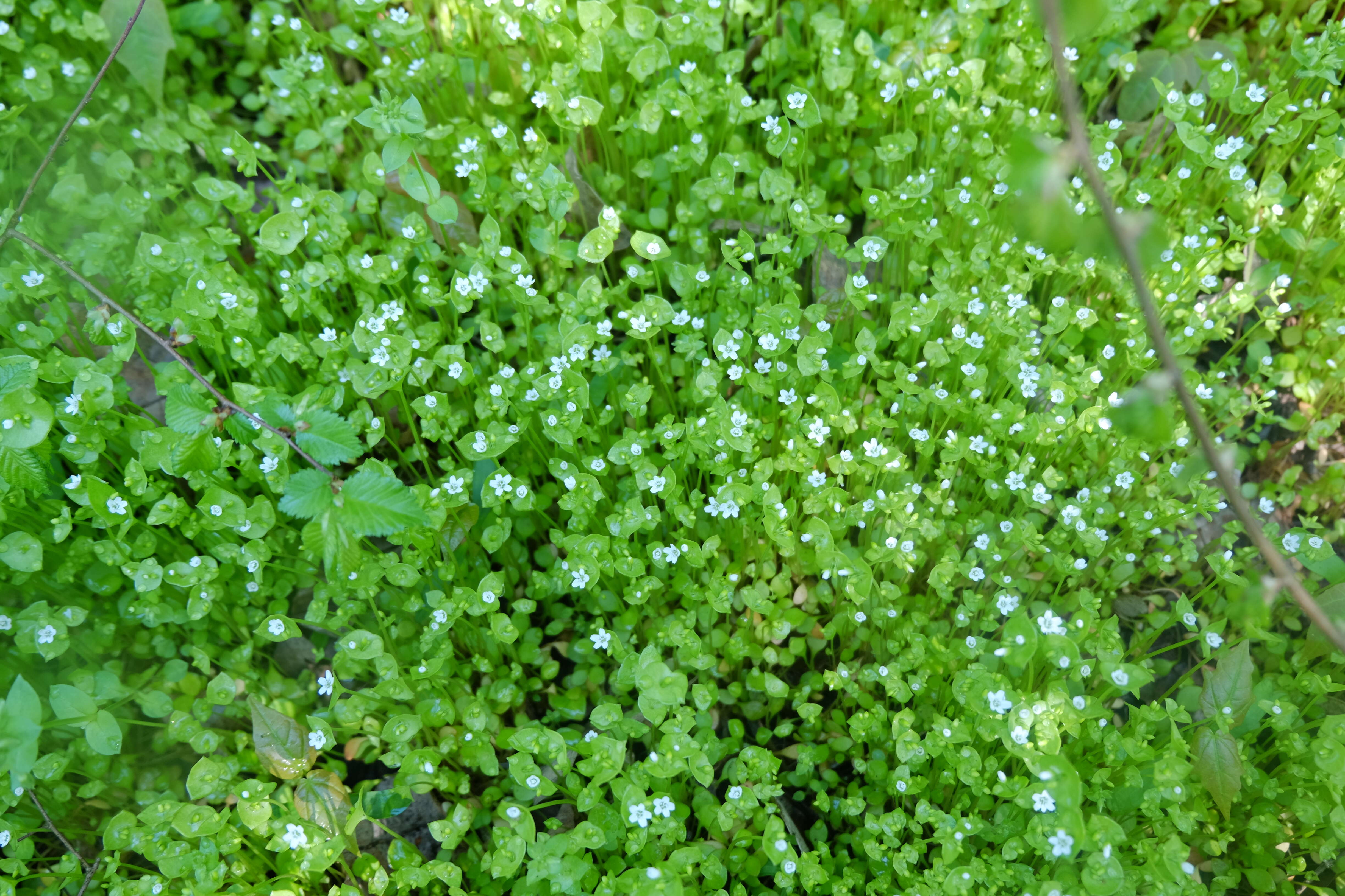 Image of Indian lettuce