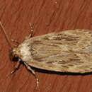 Image of Depressaria radiella