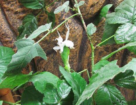 Image of Leaf insects