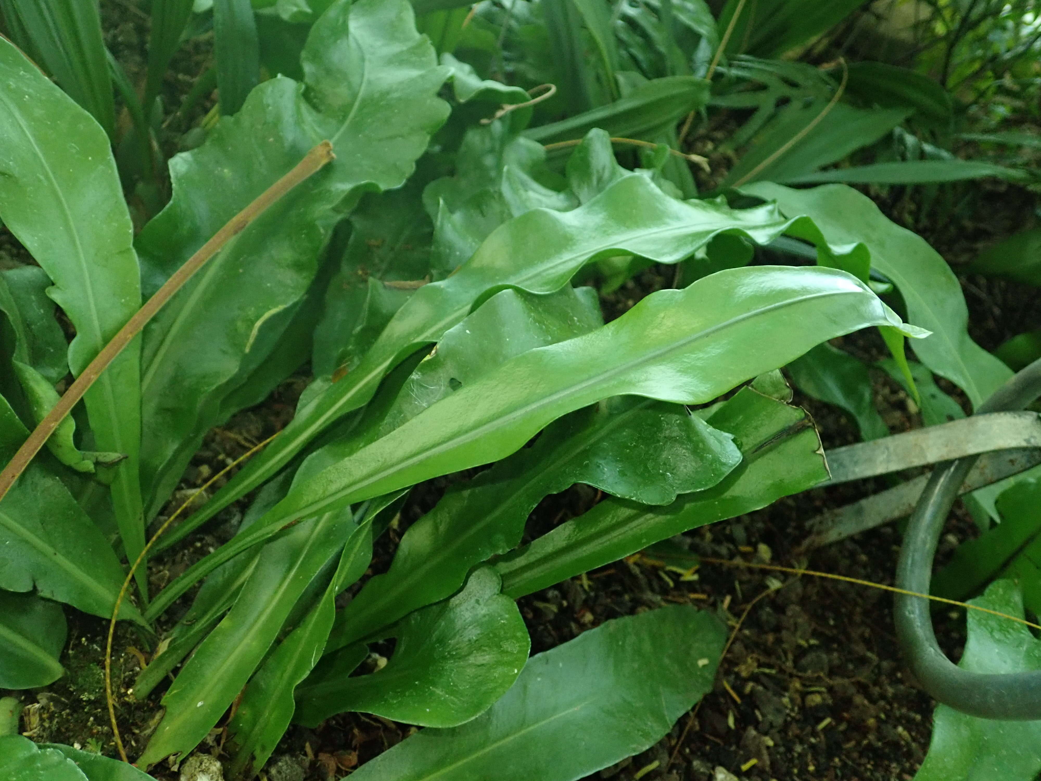 Image of climbing birdsnest fern