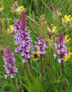 Image of fragrant orchid