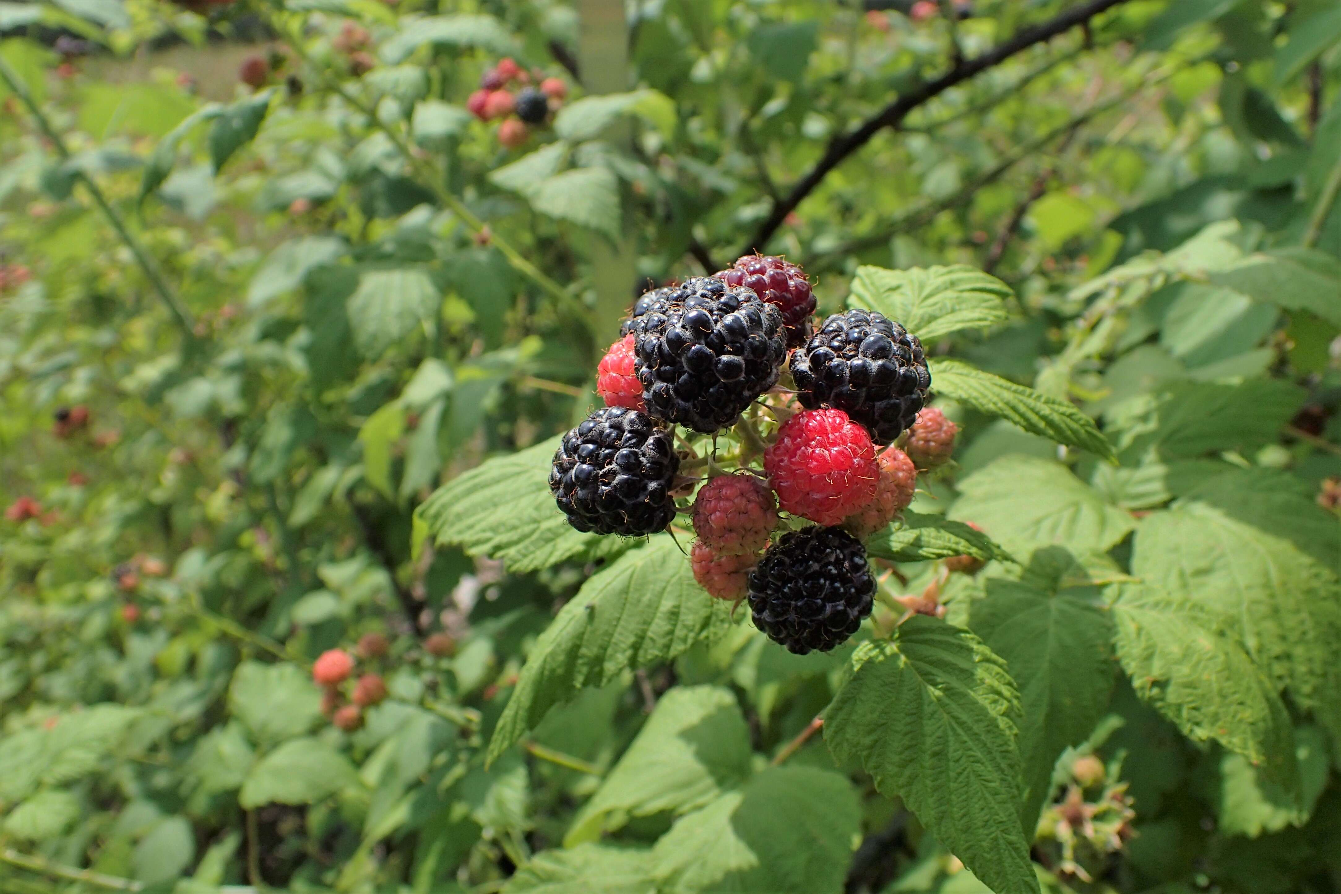 Image of black raspberry