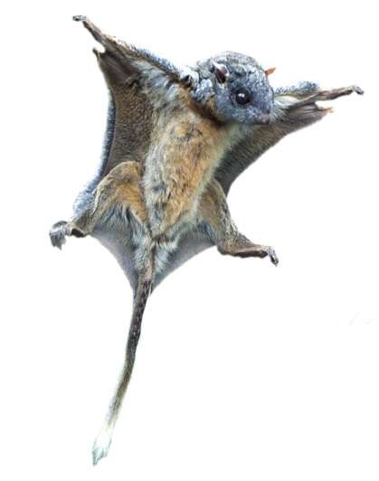 Image of scaly-tailed squirrel