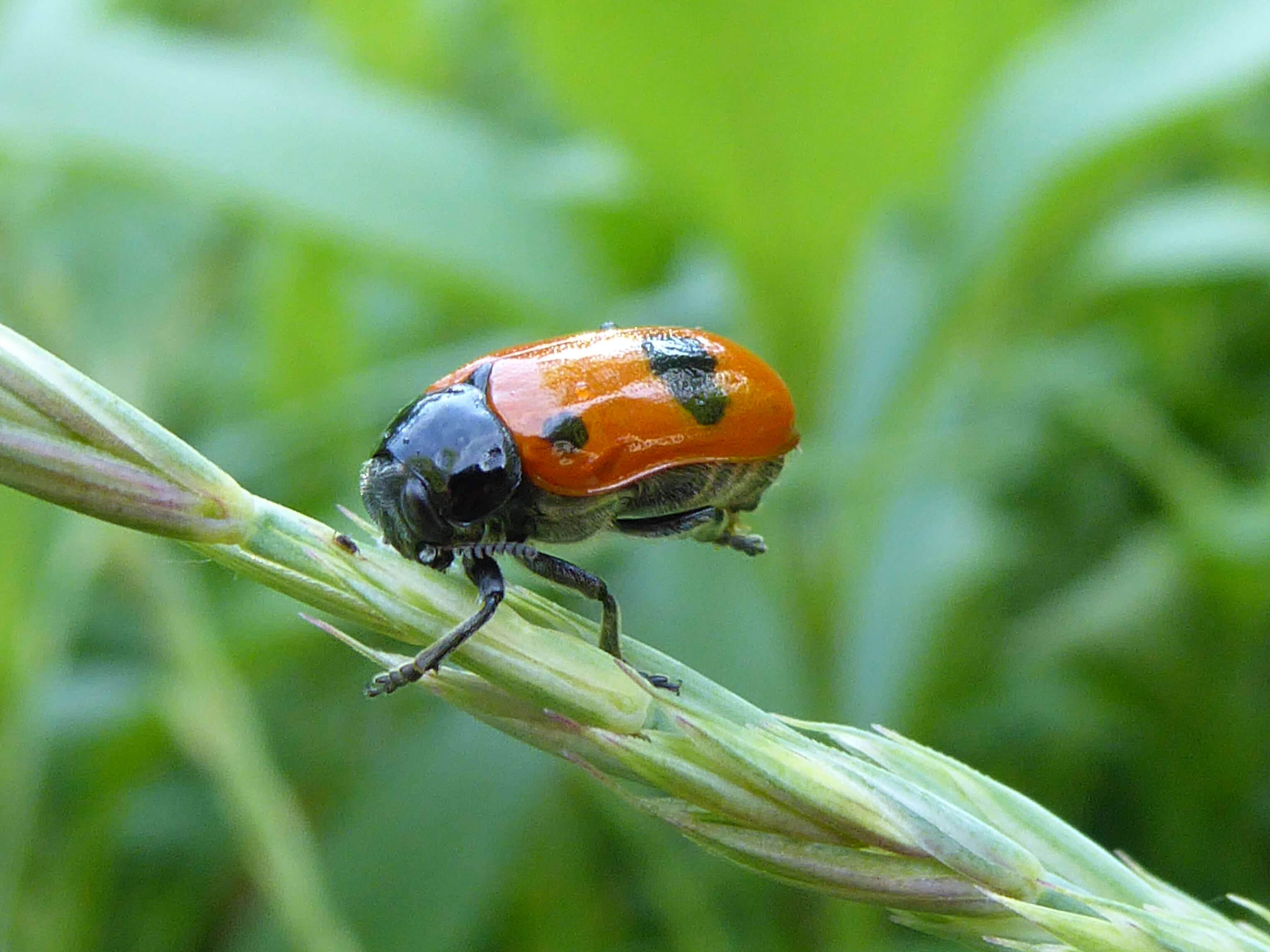 Image of Clytra laeviuscula