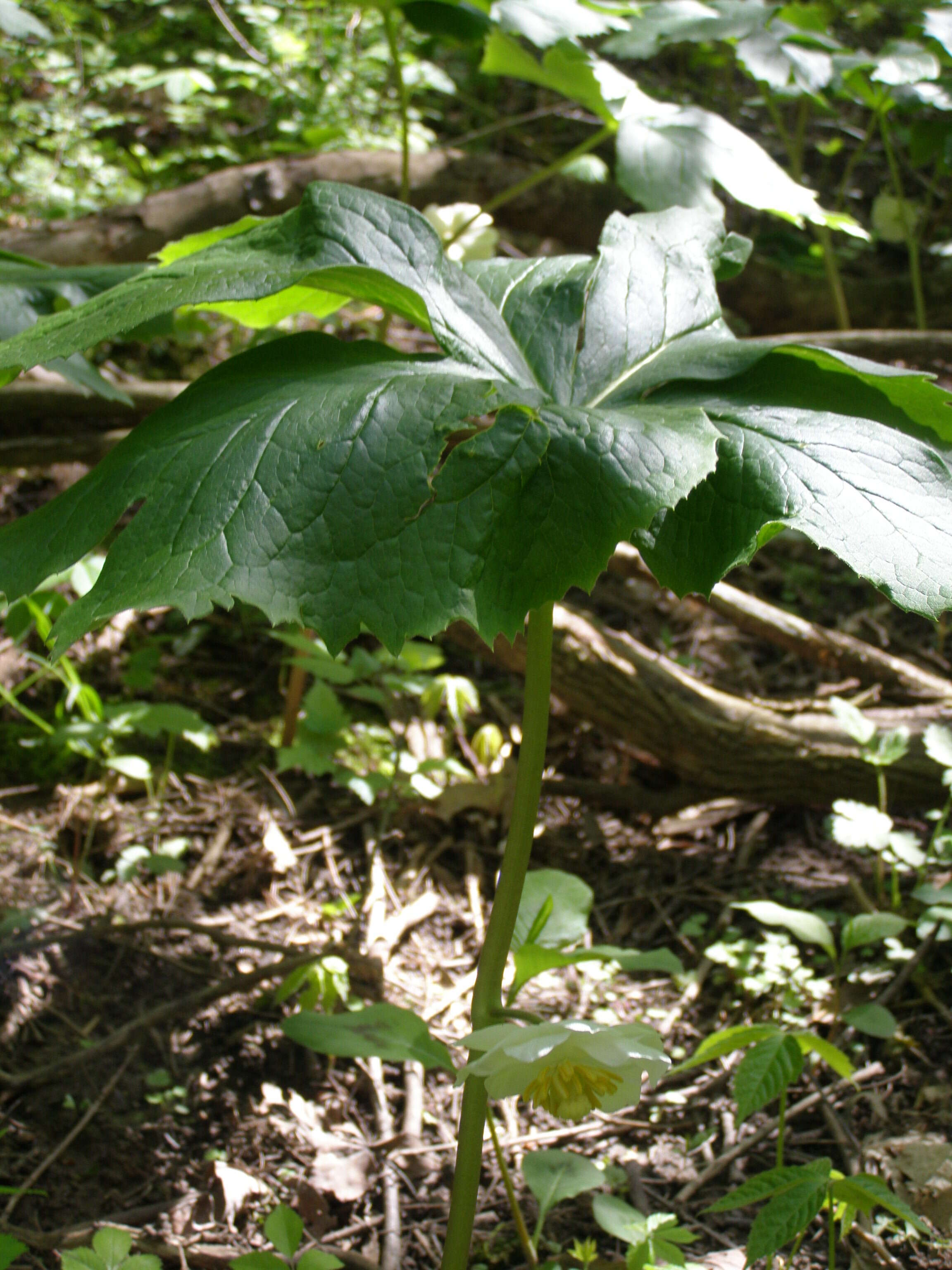 Image of mayapple