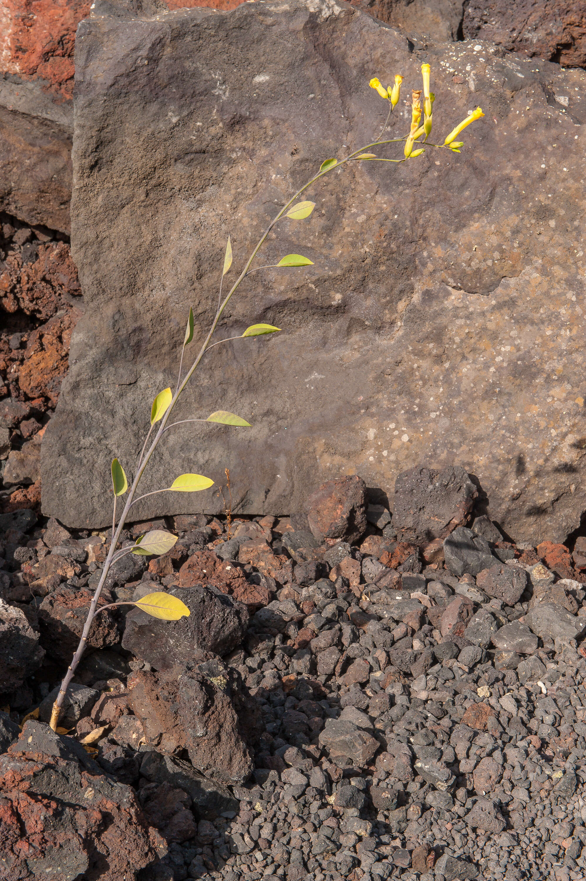 Image of tree tobacco