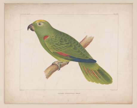 Image of Yellow-crowned Parrot, Yellow-crowned Amazon